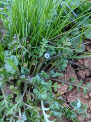Nemophila pedunculata