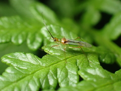 Felisacus elegantulus