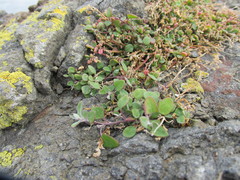 Chenopodium trigonon trigonon