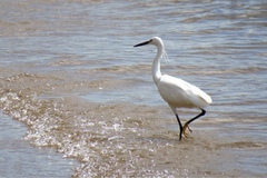 Egretta garzetta