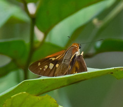 Calpodes esperi esperi