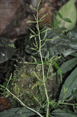 Peperomia pyramidata