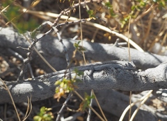 Urosaurus graciosus graciosus