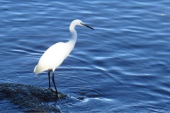 Egretta garzetta