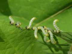 Pristiphora conjugata