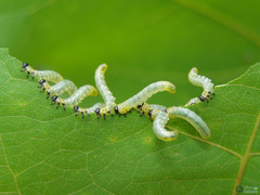 Pristiphora conjugata