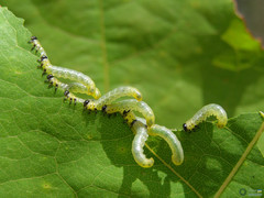 Pristiphora conjugata