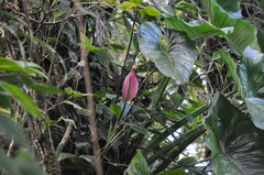 Anthurium suffusum
