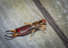 Forficula auricularia