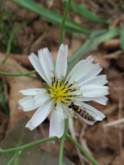 Sphaerophoria indiana