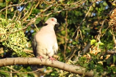 Streptopelia decipiens