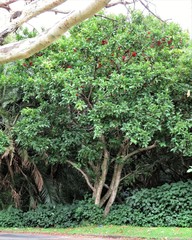 Syzygium malaccense