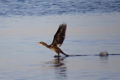 Microcarbo africanus