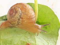Urocyclidae