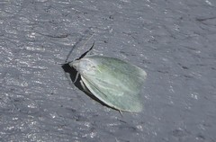 Nymphostola galactina