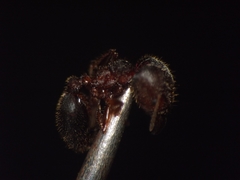 Pheidole