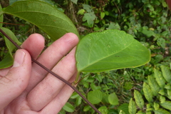 Passiflora glandulosa