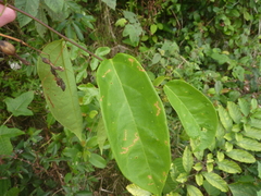 Passiflora glandulosa