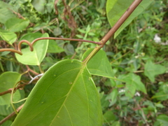 Passiflora glandulosa