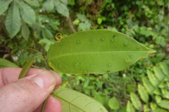 Passiflora glandulosa