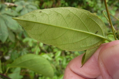 Passiflora glandulosa