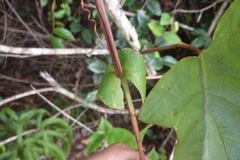 Passiflora garckei