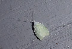 Nymphostola galactina