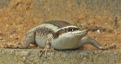 Trachylepis striata