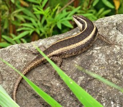 Trachylepis striata