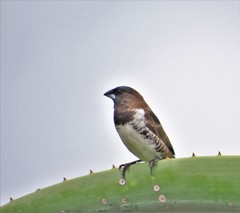 Spermestes cucullata scutata
