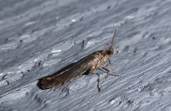 Phaeosaces apocrypta