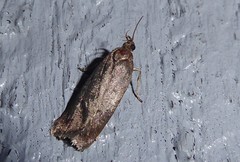 Phaeosaces apocrypta