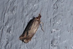 Phaeosaces apocrypta