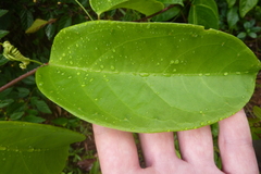 Passiflora glandulosa
