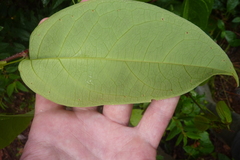 Passiflora glandulosa