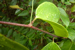 Passiflora glandulosa