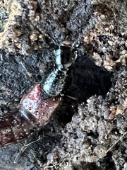 Hesperus baltimorensis