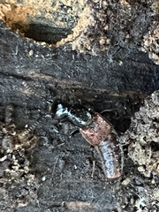 Hesperus baltimorensis