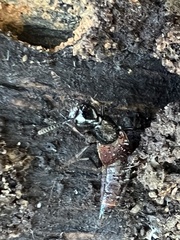 Hesperus baltimorensis