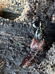 Hesperus baltimorensis