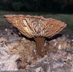 Stiptophyllum erubescens