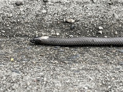 Cacophis harriettae