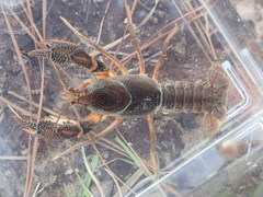 Procambarus advena