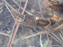 Procambarus advena