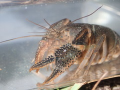 Procambarus advena
