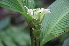 Goeppertia marantifolia image