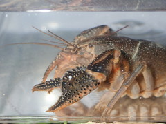 Procambarus advena