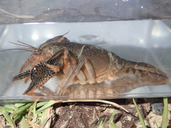 Procambarus advena