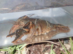 Procambarus advena
