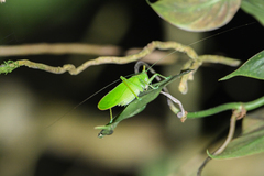 Copiphora cultricornis